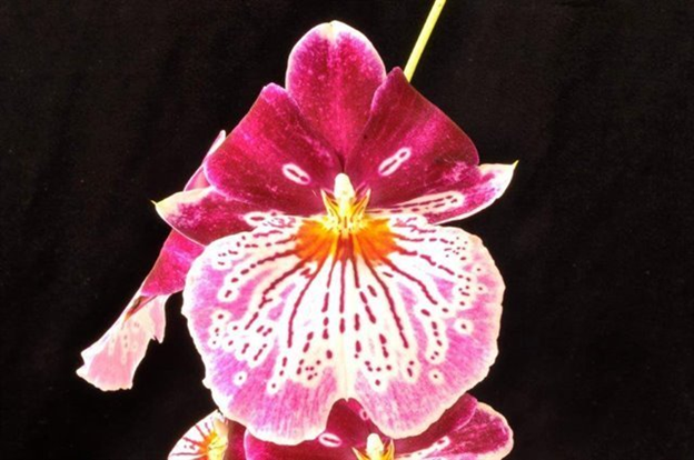 MR449 Miltoniopsis Breathless 'Brilliant' (Bare Root Seedling)