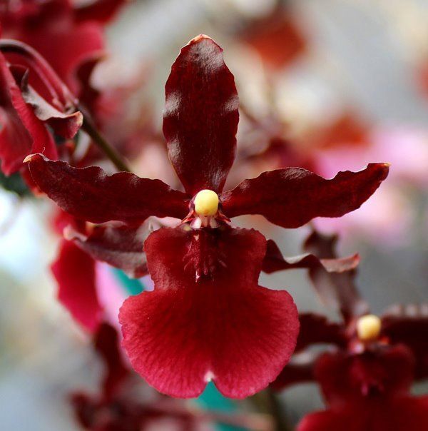 R580 Odontocidium Succubus 'Night Shift' (Bare Root Seedling) R580 Odontocidium Succubus 'Night Shift' (Bare Root Seedling)