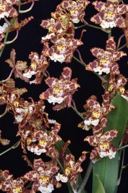 B652 Wilsonara Eye Candy 'Penny Candy' (Bare Root Seedling) RETAIL