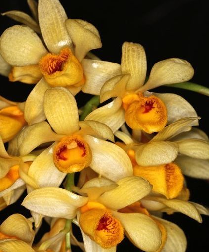 DEN099 Den. sulcatum (Bare Root Seedling) RETAIL