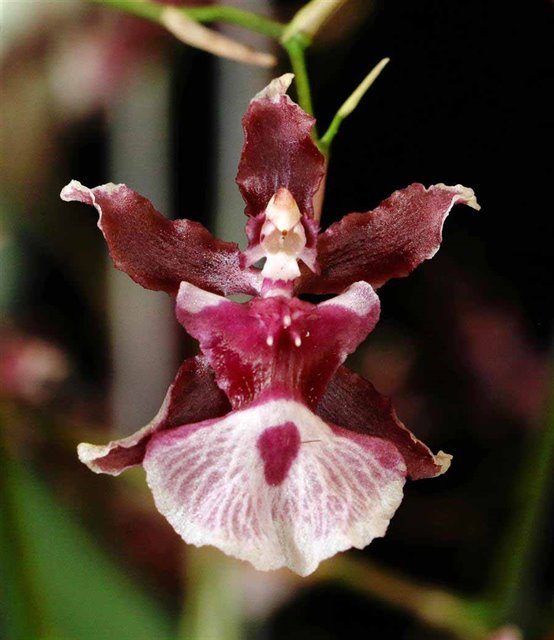 K507 Oncidium Heaven Scent 'Sweet Baby' (Bare Root Seedling) RETAIL