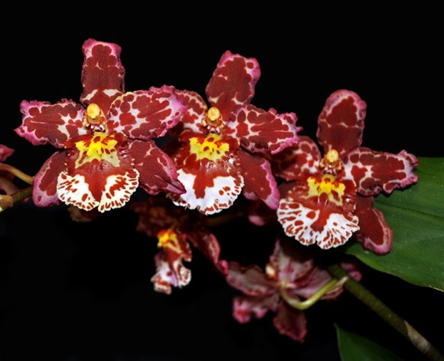 K659 Wilsonara Eye Candy 'Pinky' (Bare Root Seedling) RETAIL