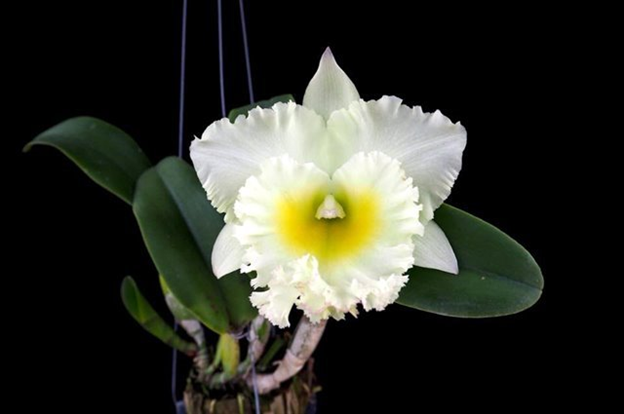 KUL093/66 Rlc. Siam White 'The Best' (Bare Root Seedling) RETAIL