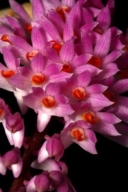 MN145 Dendrobium Secundum (Bare Root Seedling) RETAIL