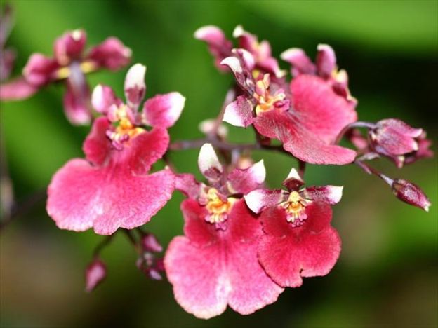 B554 Tolumnia Popoki 'Mitzi' (Bare Root Seedling) RETAIL