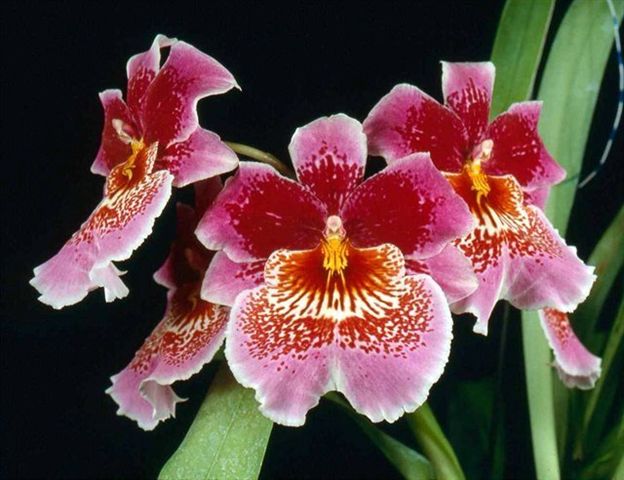 K297 Odontoglossum Memoria Martin Orenstein 'Lulu' HCC/AOS (Bare Root Seedling) RETAIL