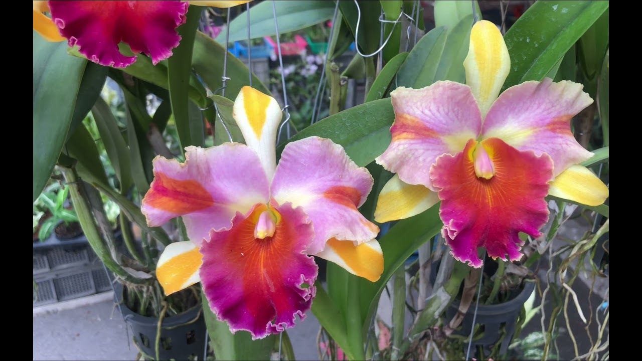 KUL095 Rlc. Amazing Thailand 'Rainbow' (Bare Root Seedling) RETAIL