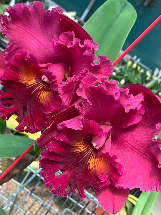 KUL104 Rlc. Subprasert No.1 (Bare Root Seedling) RETAIL