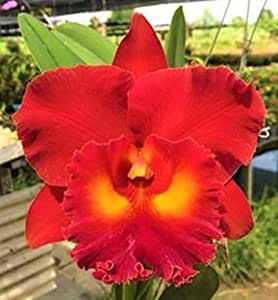 KUL116 Rlc. Siam Red (Bare Root Seedling) RETAIL