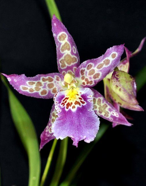 P336 Bllra. Patricia McCully 'Pacific Matriarch' (Bare Root Seedling) RETAIL