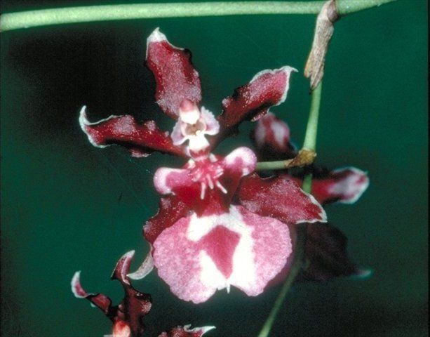 R028 Oncidium Sharry Baby 'Sweet Fragrance' (Bare Root Seedling) RETAIL