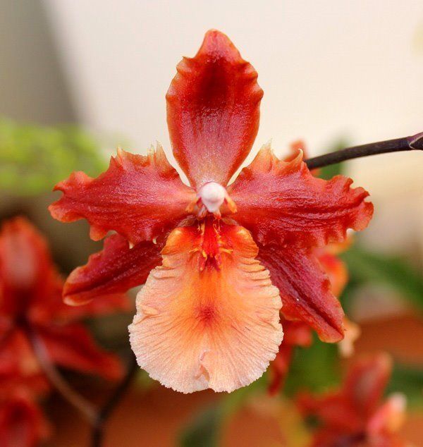 R321 Wilsonara Pacific Perspective 'Pacific Heat' (Bare Root Seedling) RETAIL
