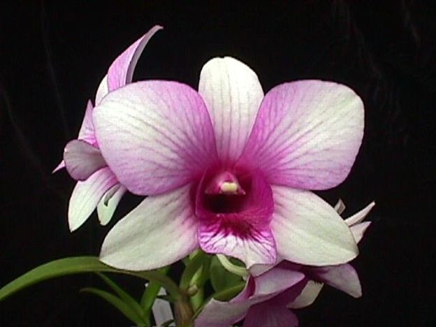 KUL318 Den. Thongchai Gold #66 (Bare Root Seedling) RETAIL