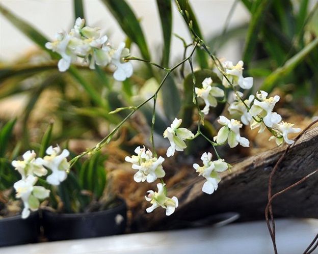 W647 Oncidium Twinkle 'Fantasy' (Bare Root Seedling) RETAIL