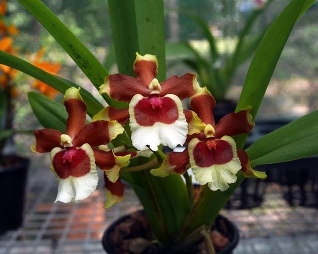 R275 Oncidioda Jimbo 'Swarm' (Bare Root Seedling) RETAIL