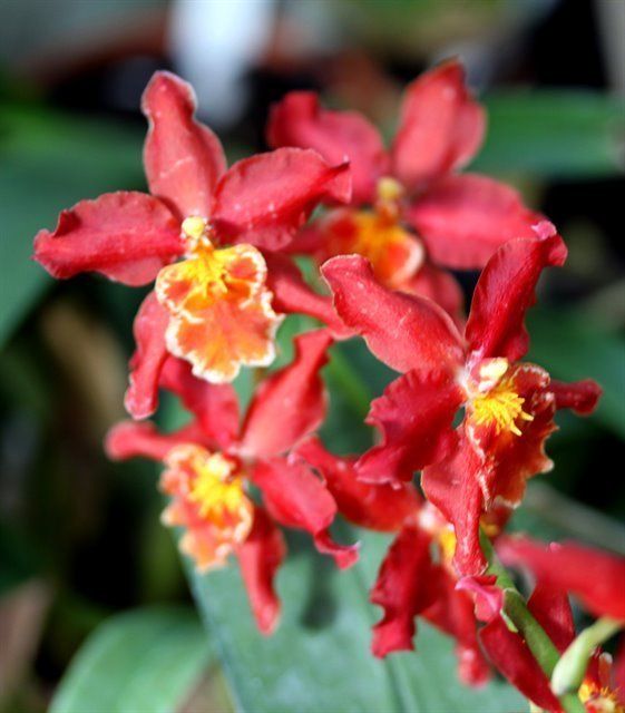 R475 Wilsonara Pacific Panache 'Fireside Fever' (Bare Root Seedling) RETAIL