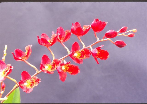 R080 Hwra. Lava Burst `Puanani' AM/AOS (Bare Root Seedling) RETAIL