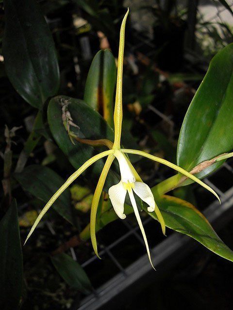 KA2003 Epidendrum nocturnum RETAIL