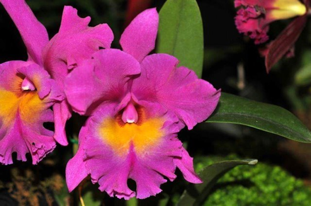 KUL306 Pot. Hey Song (Bare Root Seedling) RETAIL