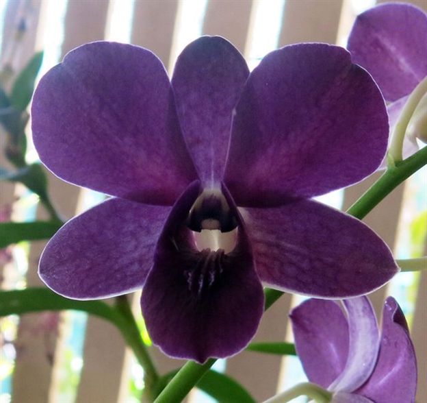 KUL315 Dendrobium Mangosteen (Bare Root Seedling) RETAIL