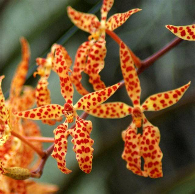 MN110 Renanthera monachica  (Bare Root Seedling) RETAIL