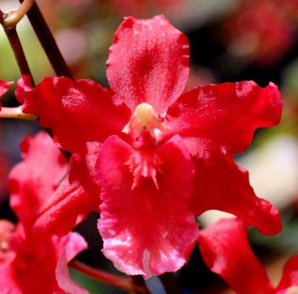 R387 Wilsonara Red Stars 'Rooster' (Bare Root) R387 Wilsonara Red Stars 'Rooster' (Bare Root)