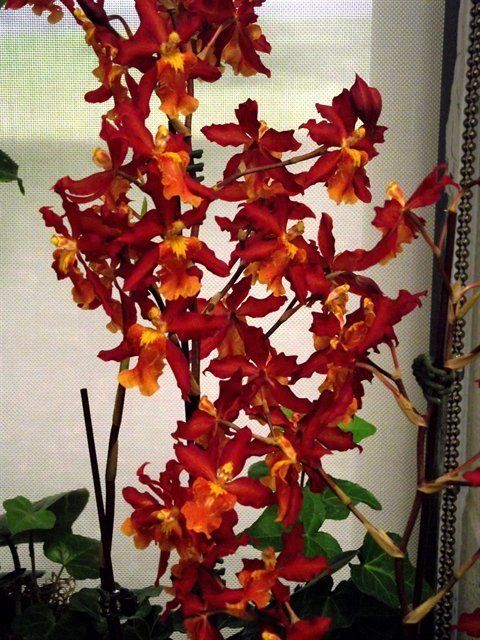 R358 Wilsonara Aloha Sparks 'Halloween' (Bare Root Seedling) RETAIL