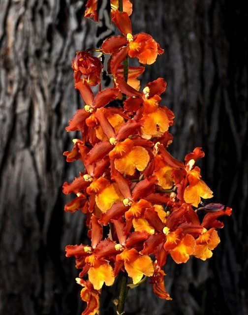 O444 Odontocidium Catatante 'Kilauea Karma' (Bare Root Seedling)