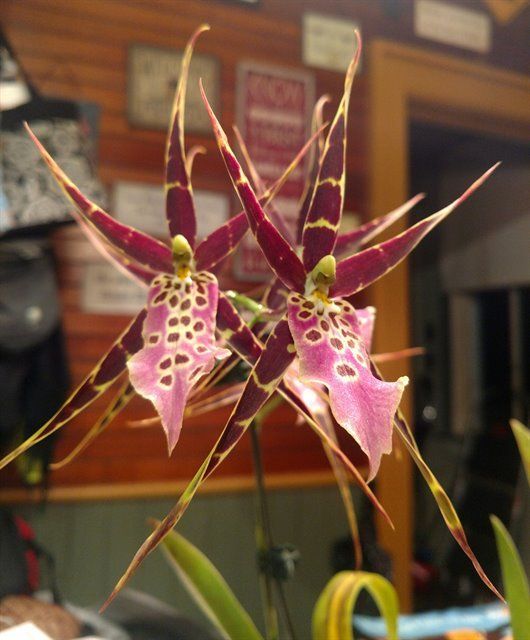 Mtssa. Shelob 'Okika'