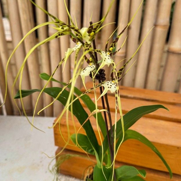 Y746 Brs. Aunty Diana Aki 'Malika' (Bare Root Seedling)