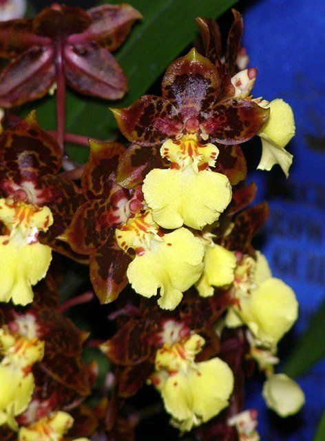 B593 Odontocidium Sunlight 'Pesky Panther' HCC/AOS (Bare Root)