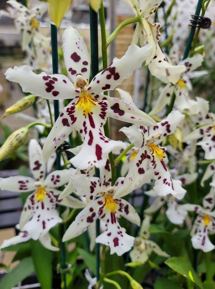 W749- Bllra. Snow Blind 'Sweet Spots' (Bare Root)