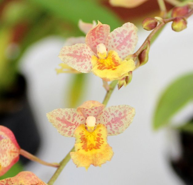 K235- Hwra. Lava Burst `Pacific Sunrise' (Bare Root)