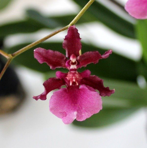 R195-  Onc. Sharry Baby 'Red Fantasy' (Bare Root)