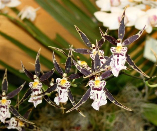 Y445-  Brsdm. Golden Gamine 'White Knight' (Bare Root)