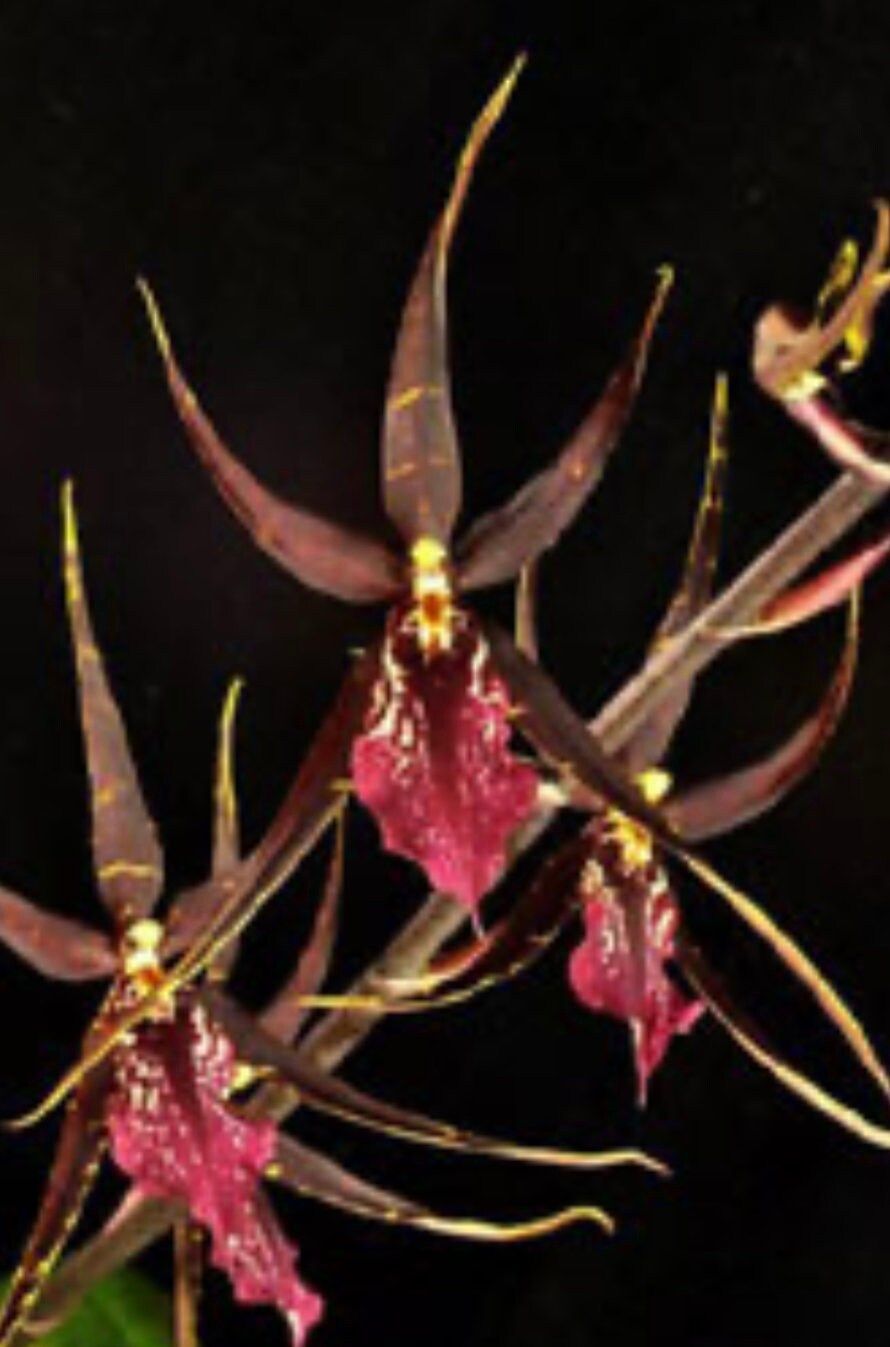 P671- DeGarmoara Pinot Princess 'Scary (Bare Root)