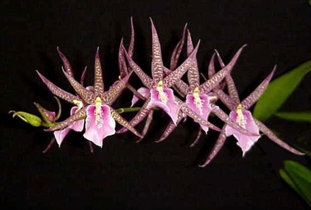 P237- Mtssa. Charles M. Fitch 'Izumi' AM/AOS (Bare Root)