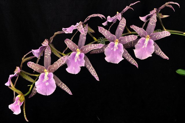 P718- Miltassia Lavender Kiss 'Lavender Taffy' (Bare Root)