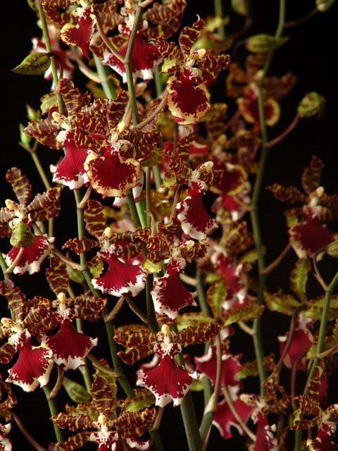 R352-  Odcdm. Everglades Elegance 'Nancy Lee' HCC/AOS (Bare Root)