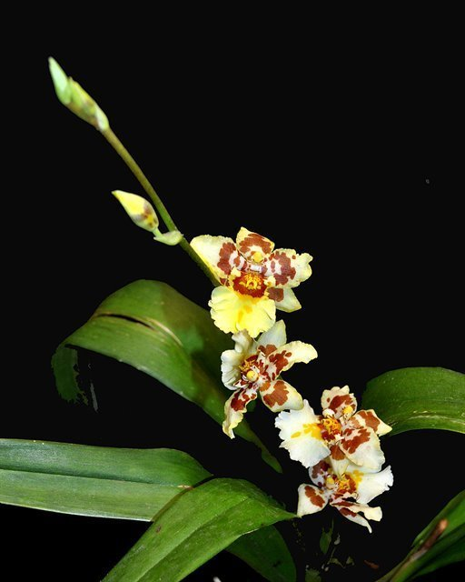 W644- Odontocidium Parquet 'Uptown Girl' (Bare Root)