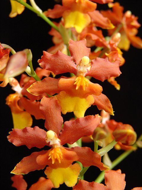 O497- Odontocidium Sunny Daze 'Hilo Bay' (Bare Root)