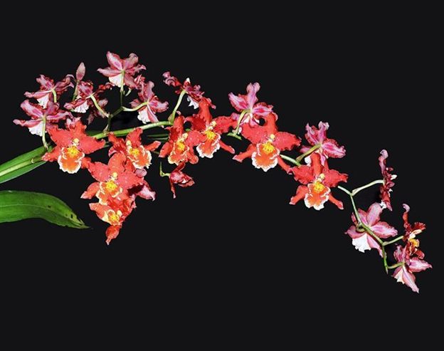 R475- Wils. Pacific Panache 'Fireside Fever' (Bare Root)