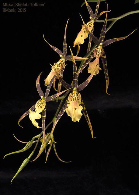 B149- Mtssa. Shelob 'Tolkien' AM/AOS (Bare Root)