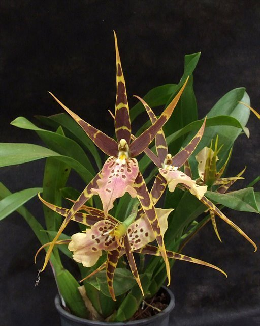 B149- Mtssa. Shelob 'Tolkien' AM/AOS (Bare Root) B149- Mtssa. Shelob 'Tolkien' AM/AOS (Bare Root)