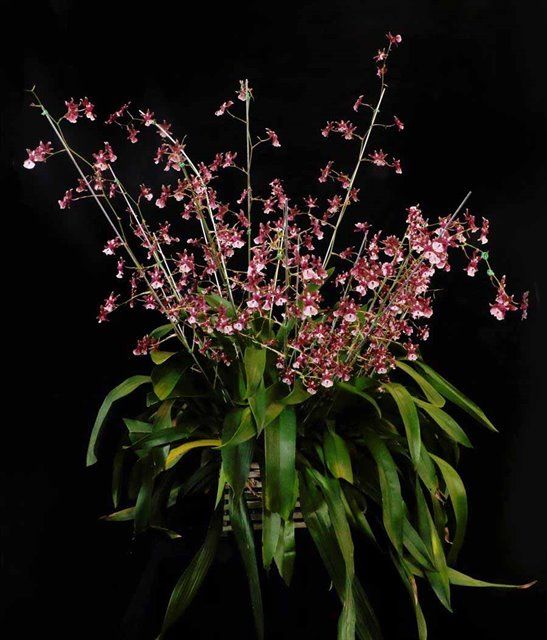 K507-  Onc. Heaven Scent 'Sweet Baby' (Bare Root)
