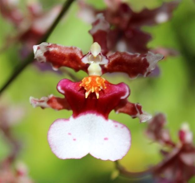 K661- Oncidium Ruth's Rainbow 'Over the Rainbow' (Bare Root)