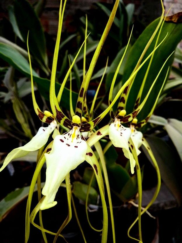 Y746- Brs. Aunty Diana Aki 'Malika' (Bare Root)