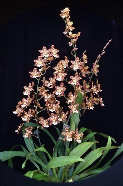 B652- Wilsonara Eye Candy 'Penny Candy' (Bare Root)