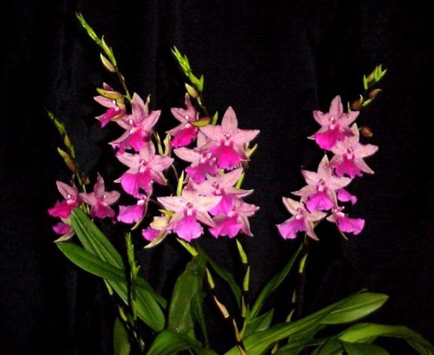K561- Odontonia Pacific Paranoia 'Other Side of Cool' (Bare Root)