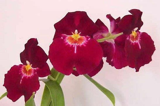 MR139- Milt. Bert Field ' Crimson Glow' (Bare Root)